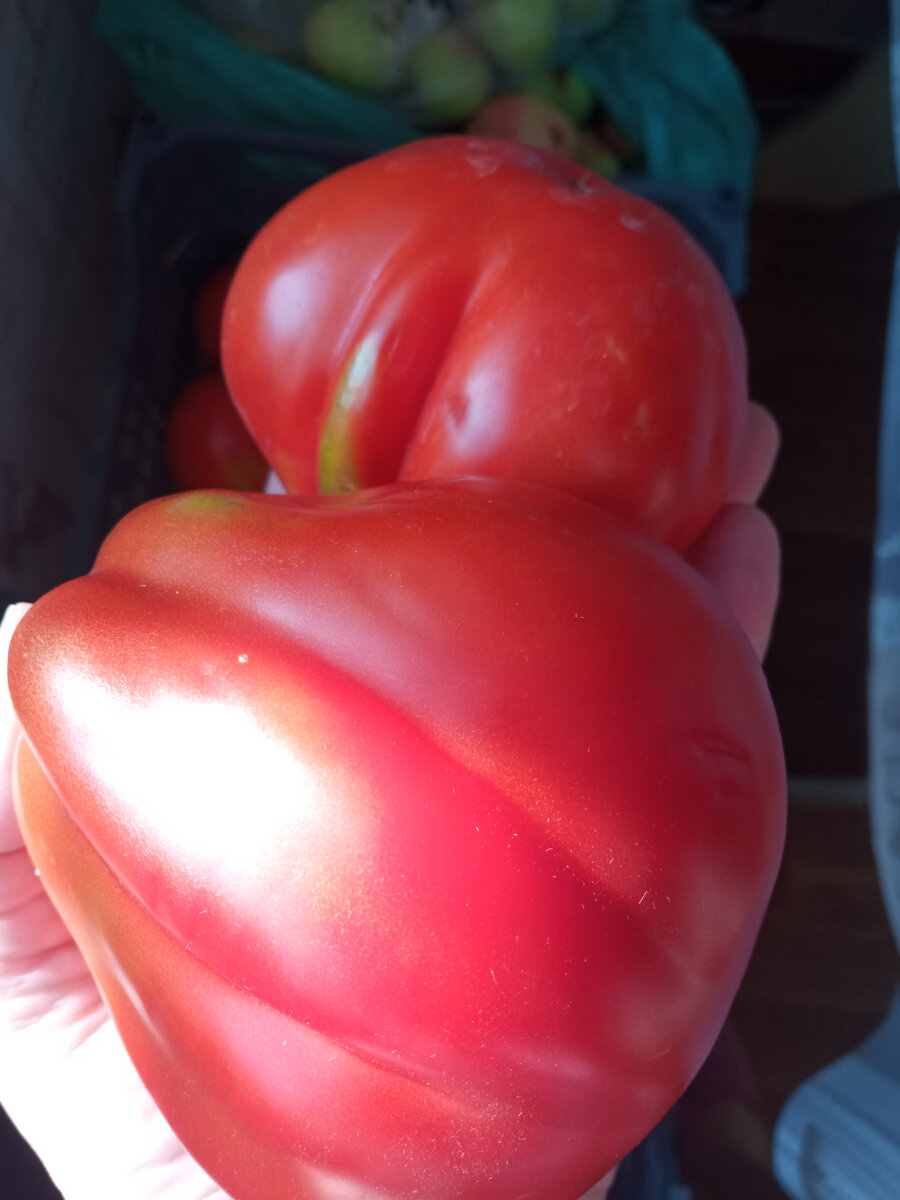 Дачные помидоры