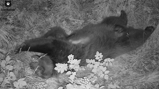 Как хочу так и сплю🐻Как Мансурка спит в своем лесу😴/Bear Mansur