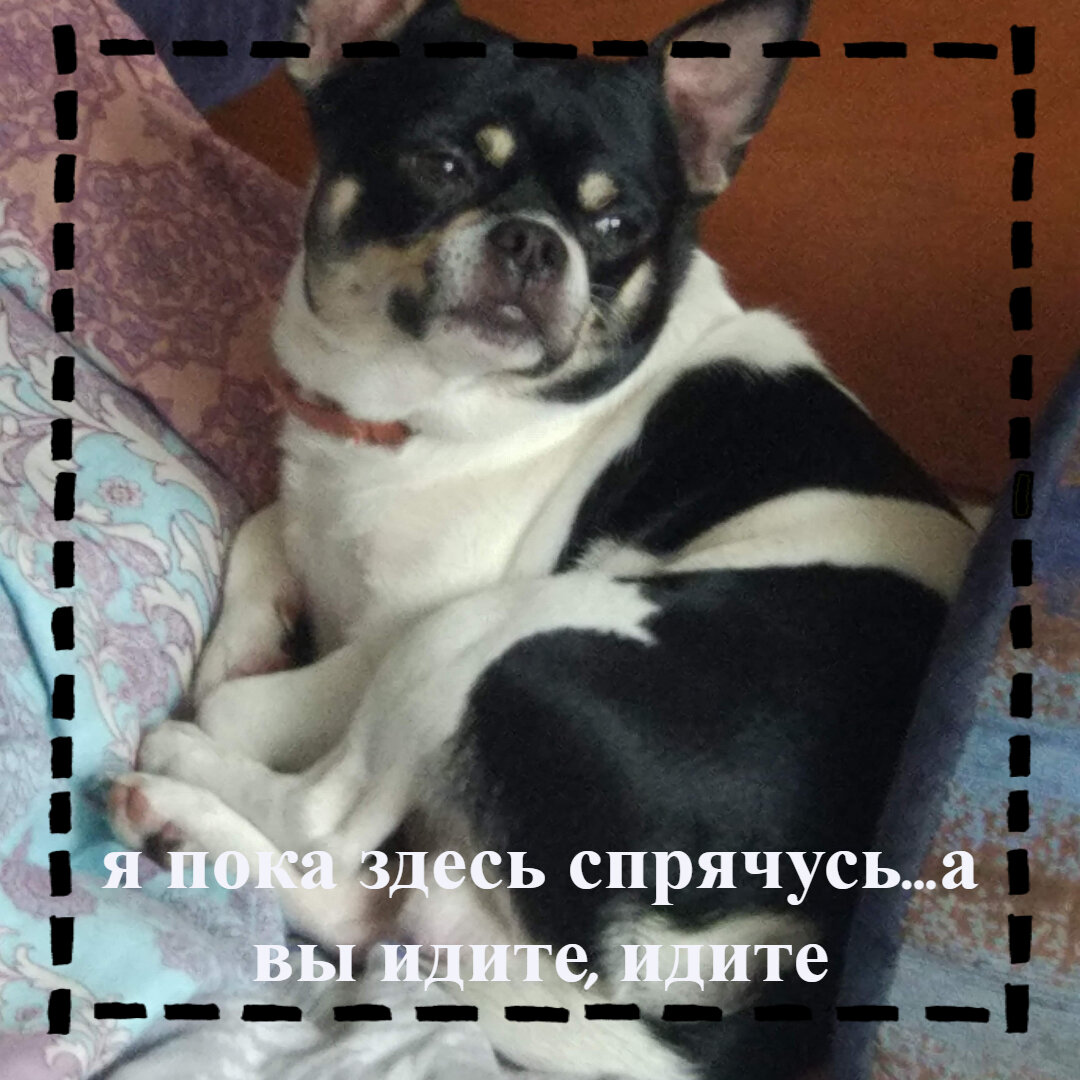 Чихуахуа один из самых смекалистых