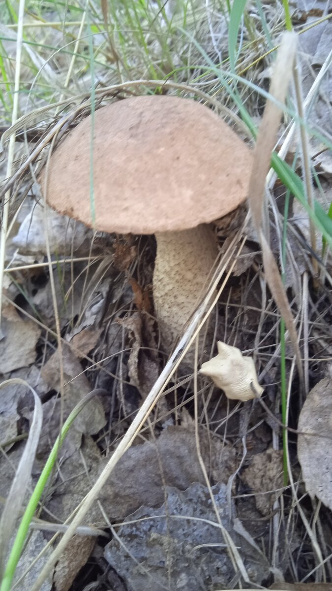 Фото автора. Подберёзовик. 