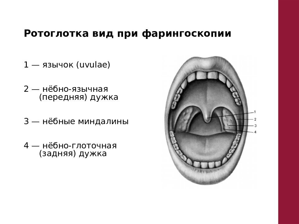 Анатомические структуры ротоглоки схематично. Изображение из открытых источников. 