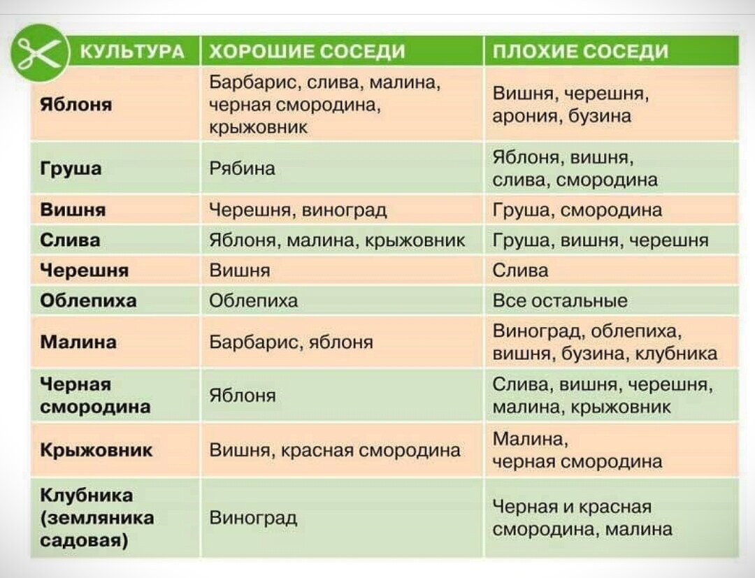 Совместимость плодовых деревьев и кустарников в саду схема расположения