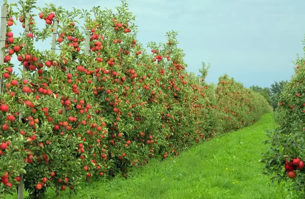 Промышленные сады. Яблоневый сад анапа. 1 гектар сад яблоневый. Интенсивный шпалерный яблоневый сад. Промышленные сады.