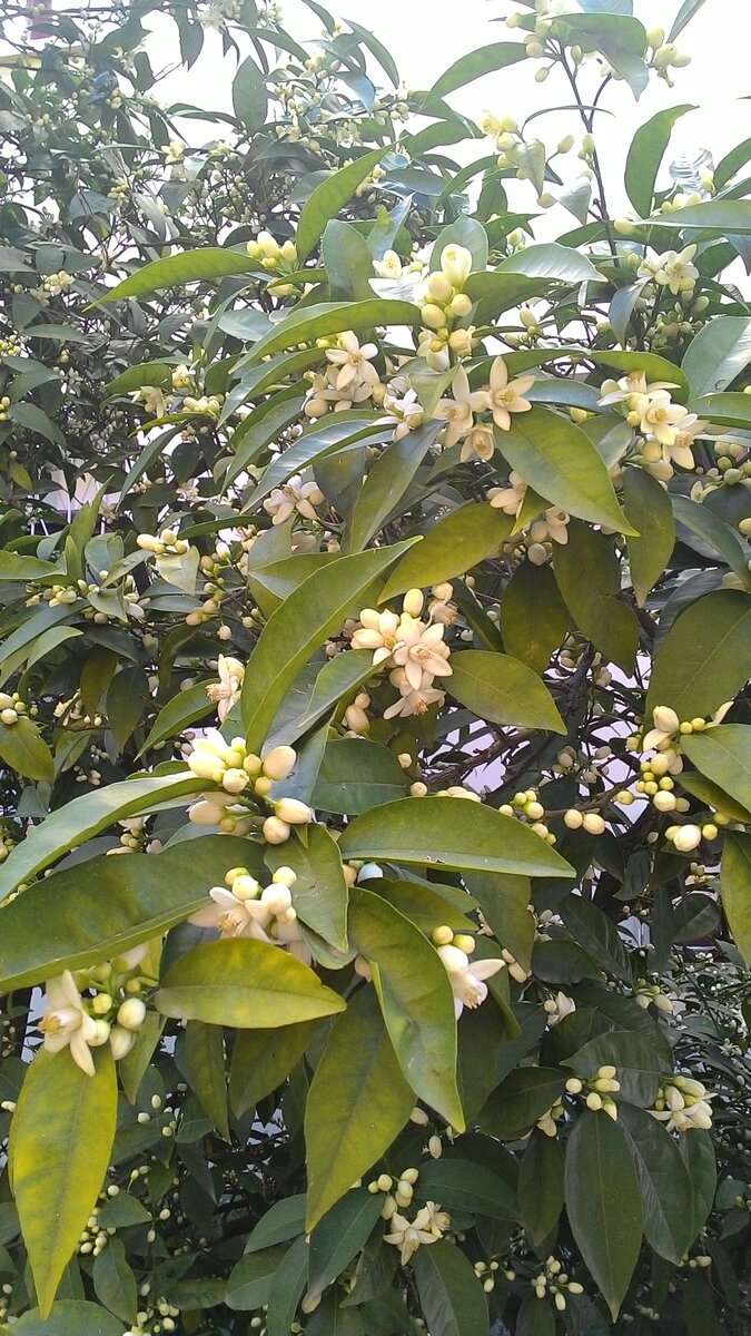 Цветы апельсина в Турции