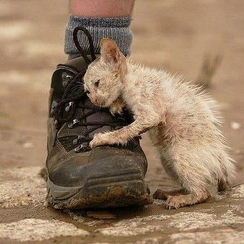 фото с сайта https://veasy.ru/zhivotnye/bezdomnye-kotyata