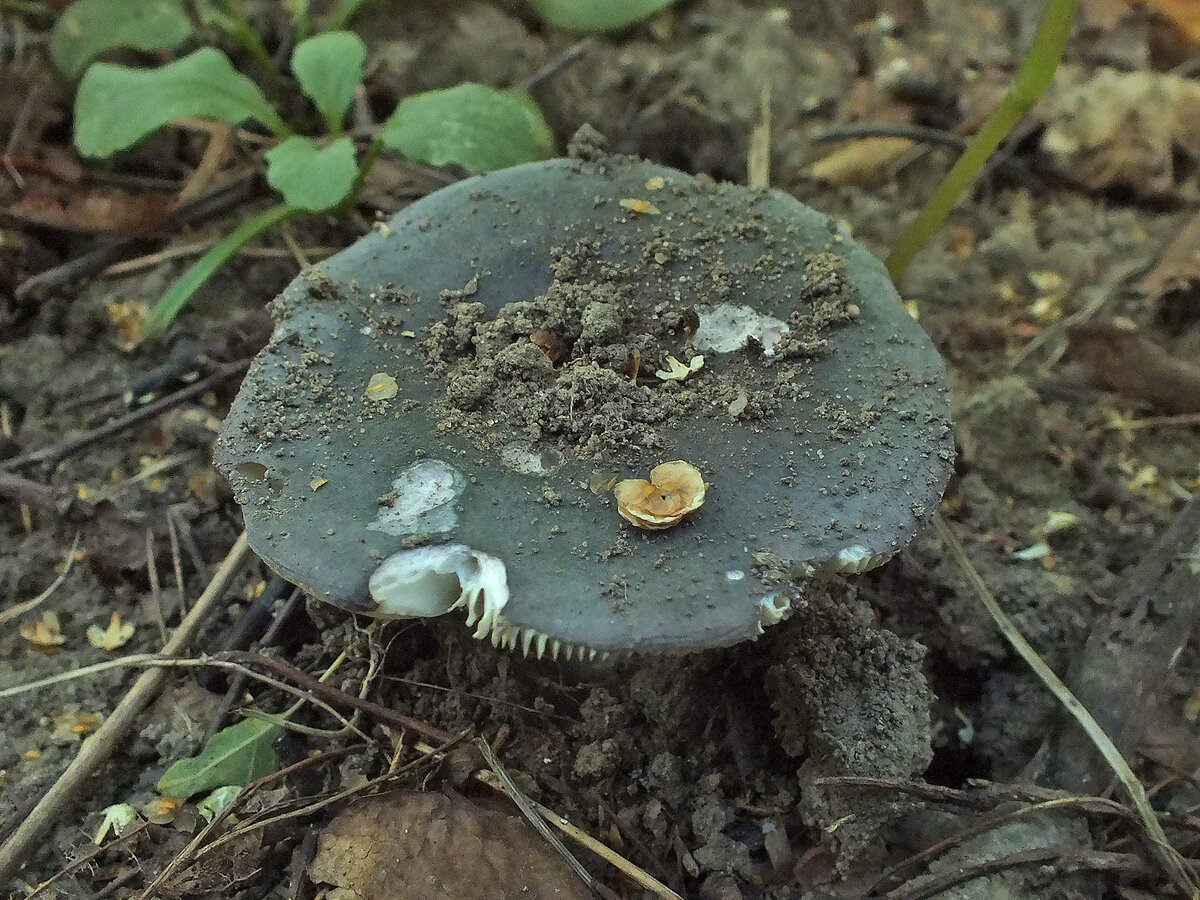 (фото Иван Матершев)