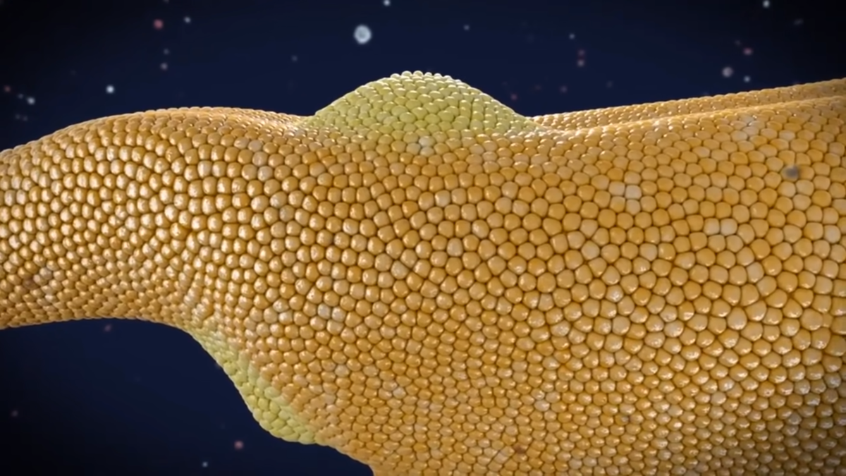 бета-клетки поджелудочной железы