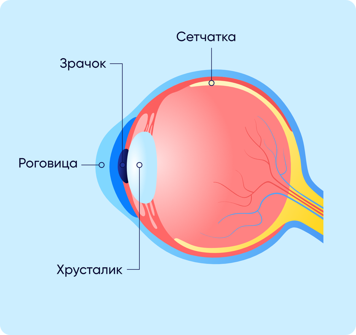 Сетчатая оболочка глаза 6