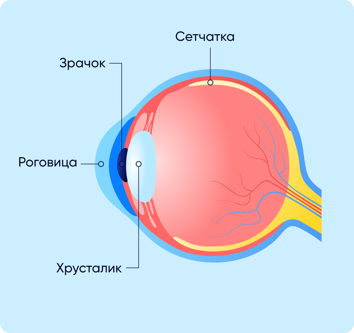 Расположено позади сетчатки. Роговица хрусталик сетчатка. Строение глаза сетчатка роговица. Роговица сетчатка структура глаза. Строение глаза сетчатка роговица хрусталик.