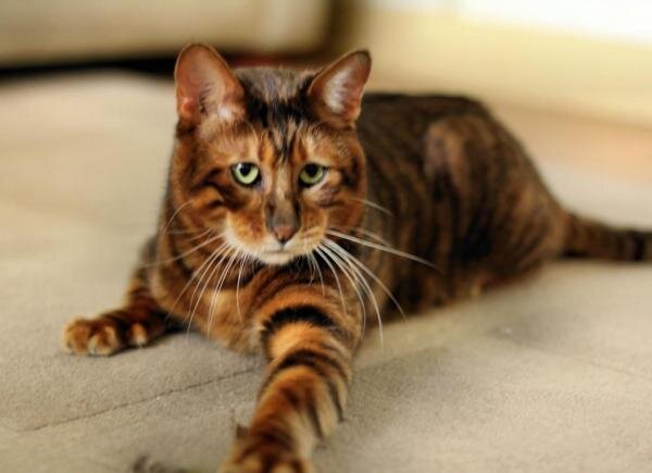 8 пород домашних кошек очень похожих на тигров. | BUDDY! | Дзен