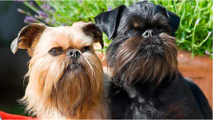 Брюссельский гриффон