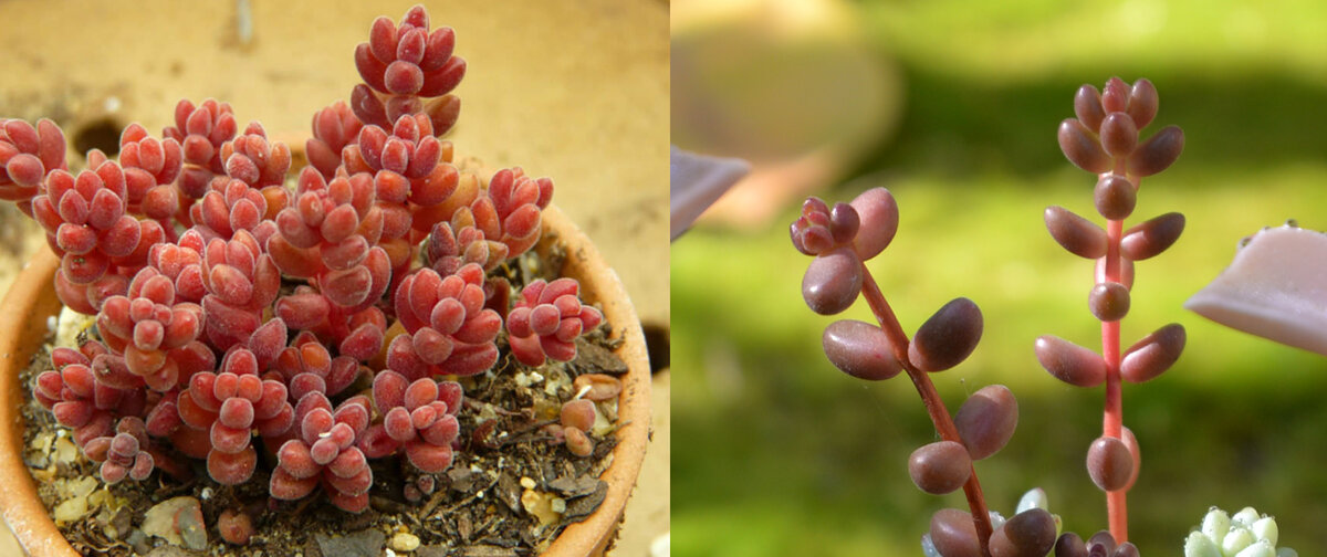 Ну хоть покраснел... на этом сходства закончились