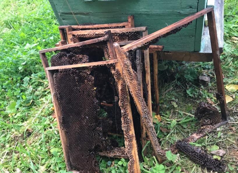 Фото – progorod43.ru