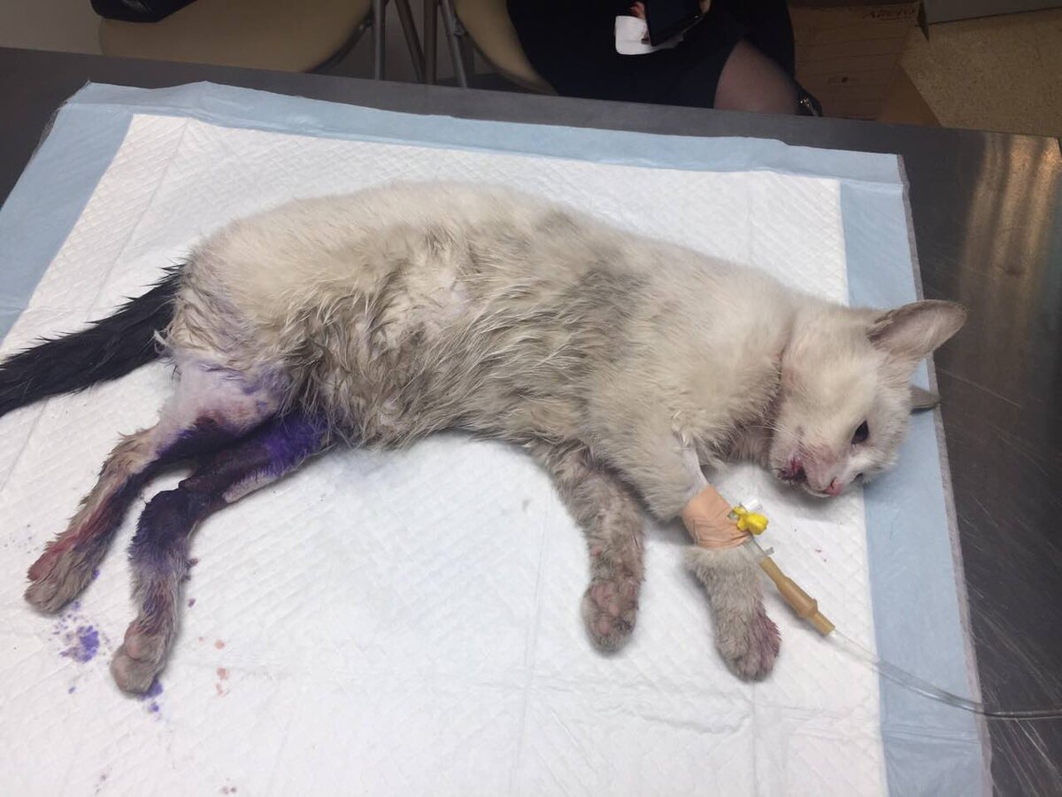 вот такую ее положили на операционный стол. Врач долго не соглашался собирать ее лапы, но в итоге  все прошло хорошо.