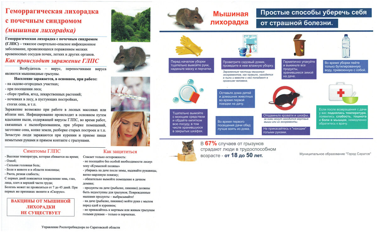 Геморрагическая лихорадка инкубационный период. ГЛПС Мышиная лихорадка. ГЛПС С почечным синдромом. Геморрагическая лихорадка симптомы. Профилактика ГЛПС плакат.