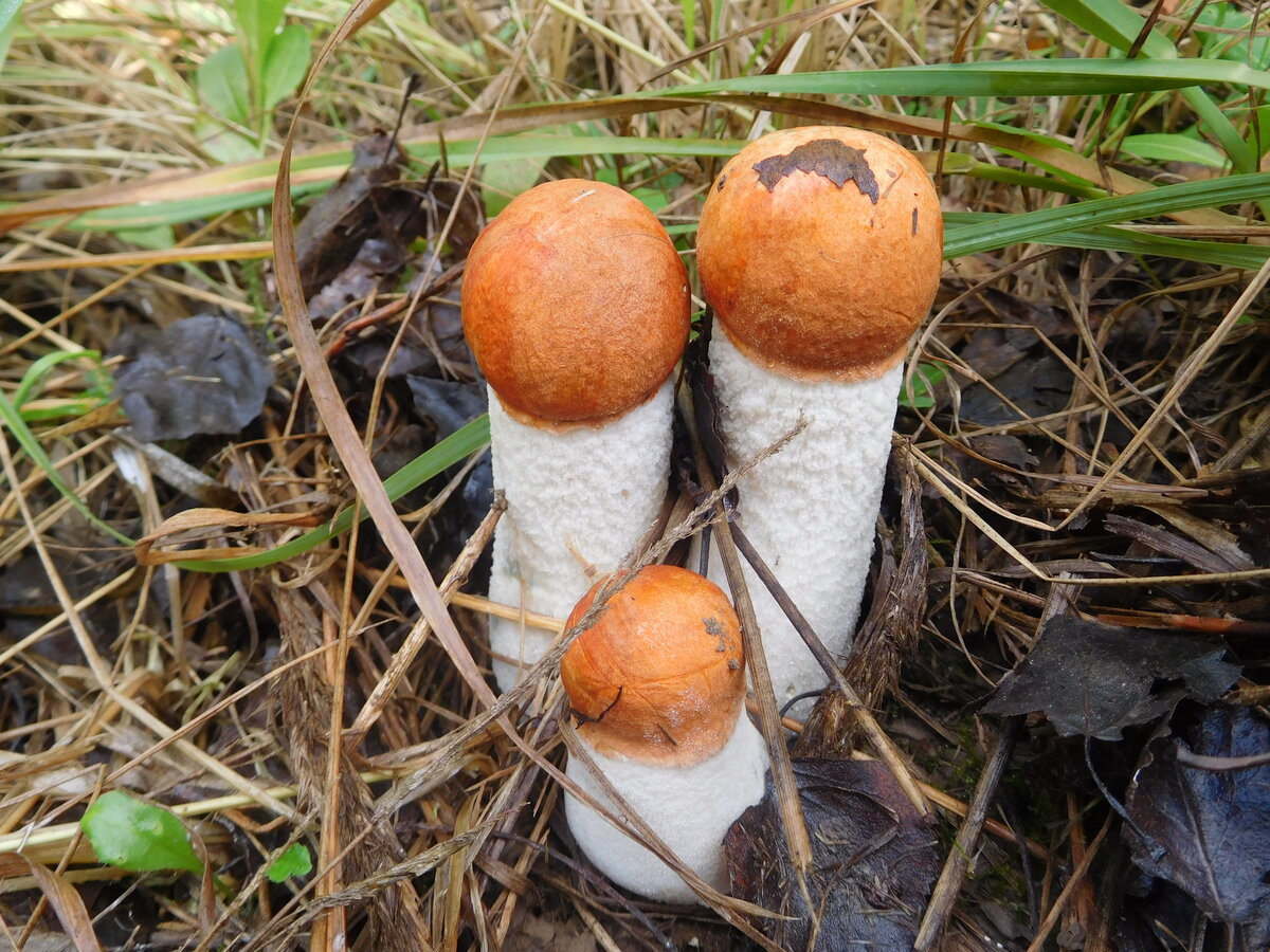 ☘ ☘ Грибы. Советы потомственного грибника перед началом сезона 🌿 🌿 |  Пономарёва Марина. Поэзия, проза | Дзен