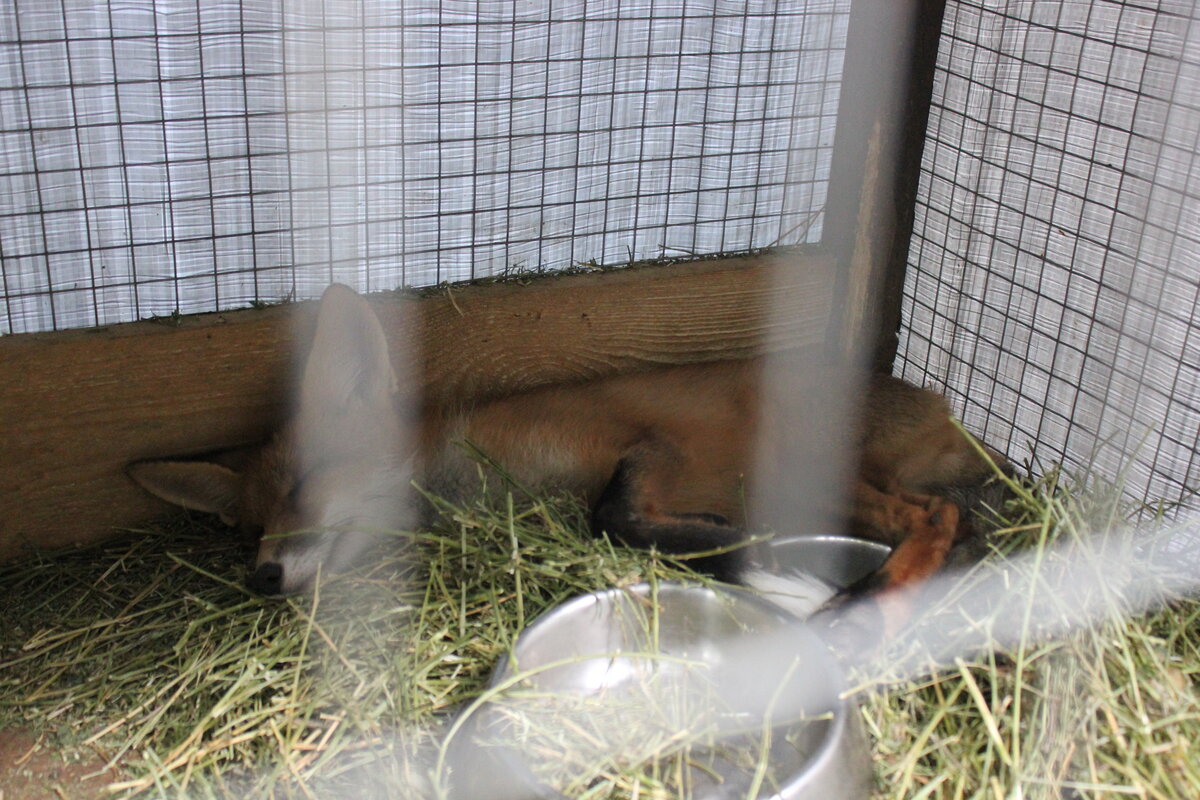 У лис клетки размером метр на 0,6