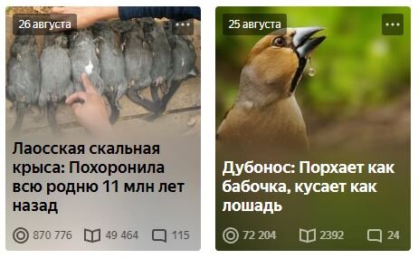 Лаосская Крыса оказалась очень сильным текстом.