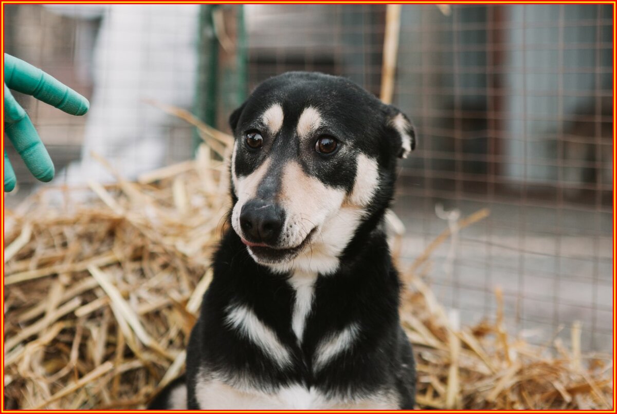 Фото из приюта "лучший друг" г. Ставрополь
