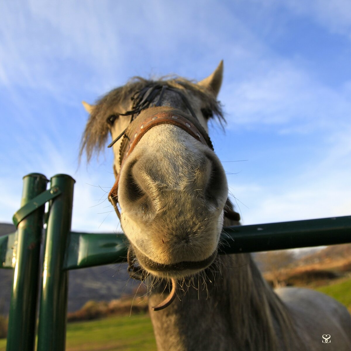 Говорящие лошадки. Улыбка лошади. Конь улыбается. Смешная лошадь. Лошадь подмигивает.