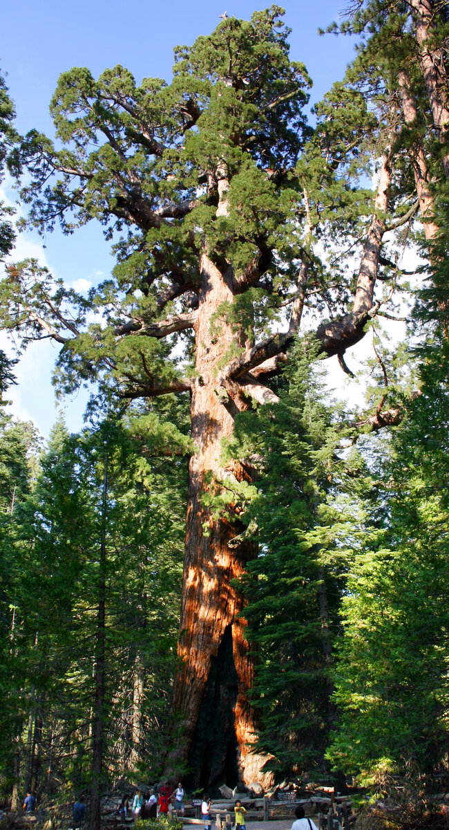 https://en.wikipedia.org/wiki/Grizzly_Giant