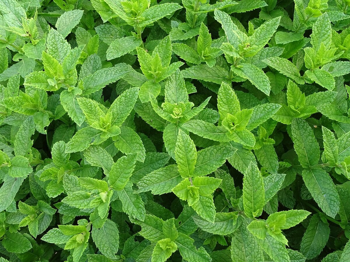 https://cdn.pixabay.com/photo/2017/06/12/19/23/moroccan-mint-2396530_1280.jpg