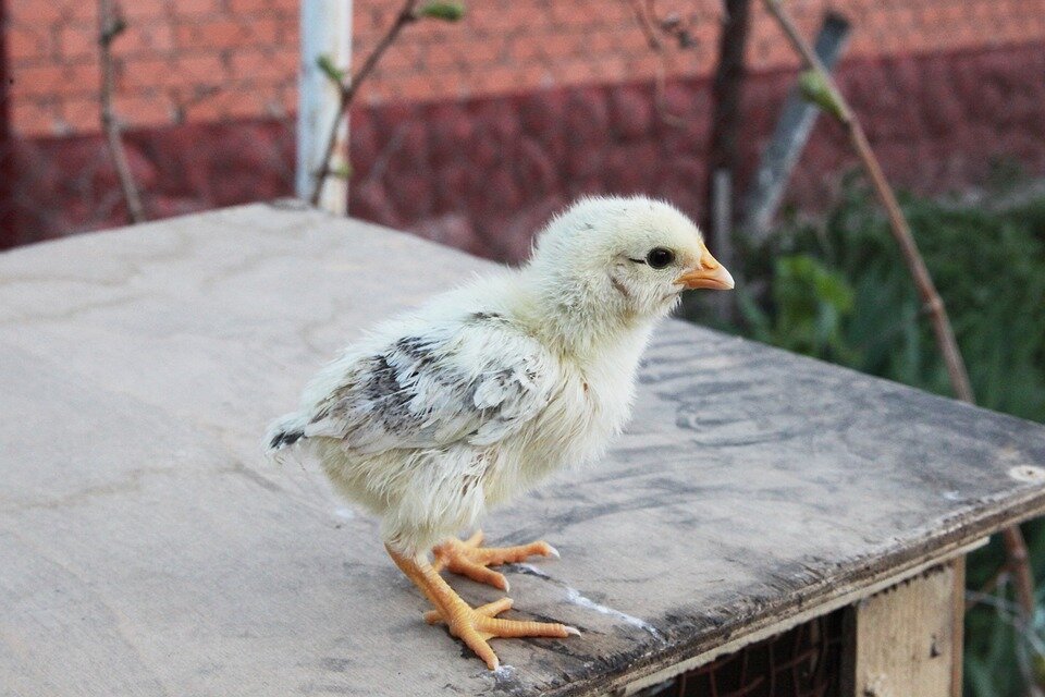 https://pixabay.com/photos/bird-village-chicken-closeup-2269416/