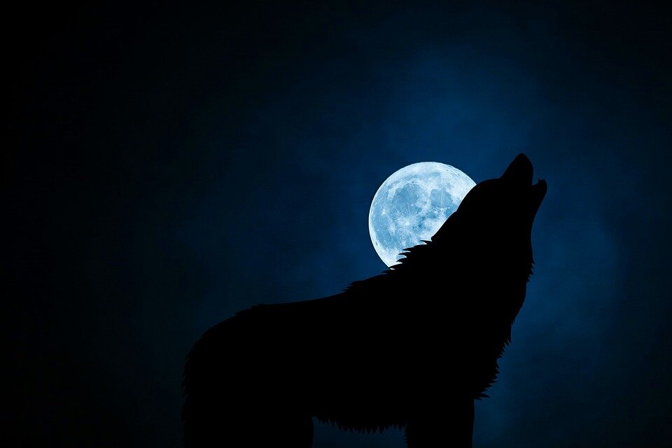 Wolf (https://cdn.pixabay.com/photo/2017/12/16/15/42/wolf-3022813_960_720.jpg)