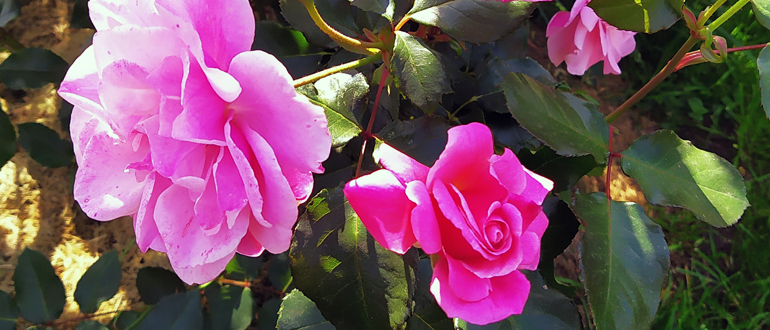 Розы нуждаются в обязательной осенней обрезке