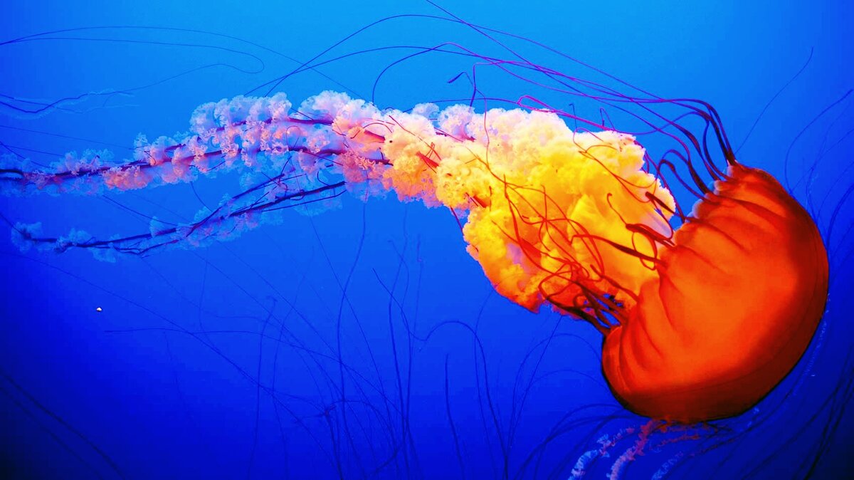 Кубомедуза