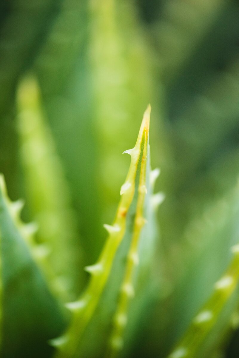 https://www.pexels.com/photo/aloe-vera-blur-cactus-close-up-548395/