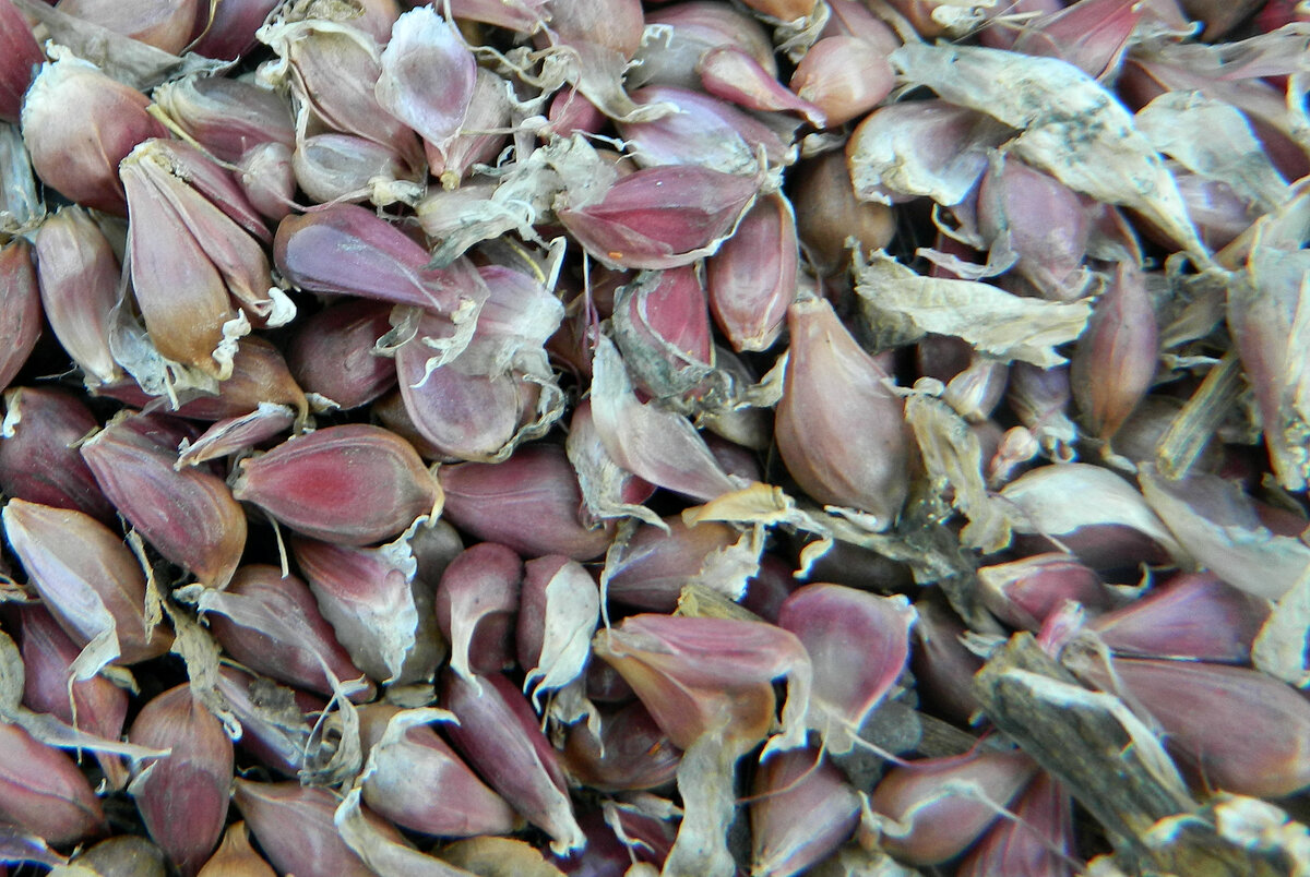 Детки -бульбочки