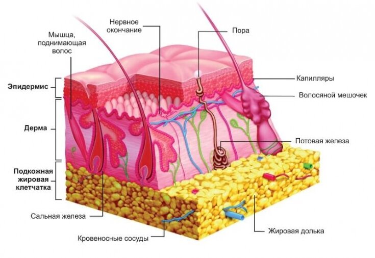 Всё что нужно знать косметологу о строении гиподермы