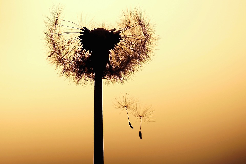 https://cdn.pixabay.com/photo/2017/05/15/23/17/dandelion-2316387_960_720.jpg