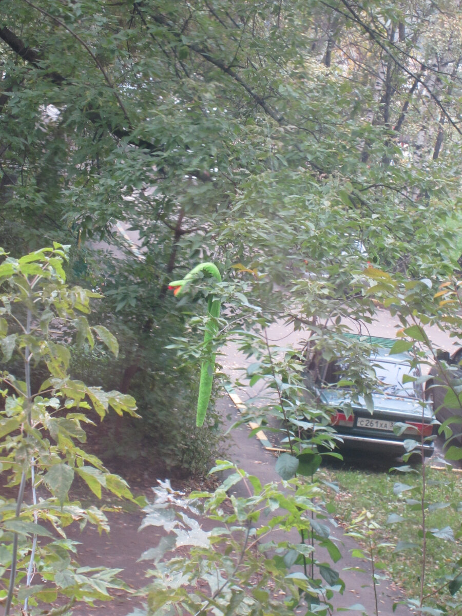 Красиво висит!