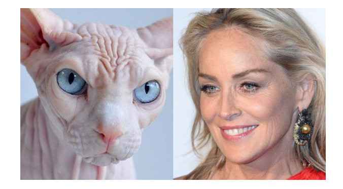 Мелкоморщинистый тип старения