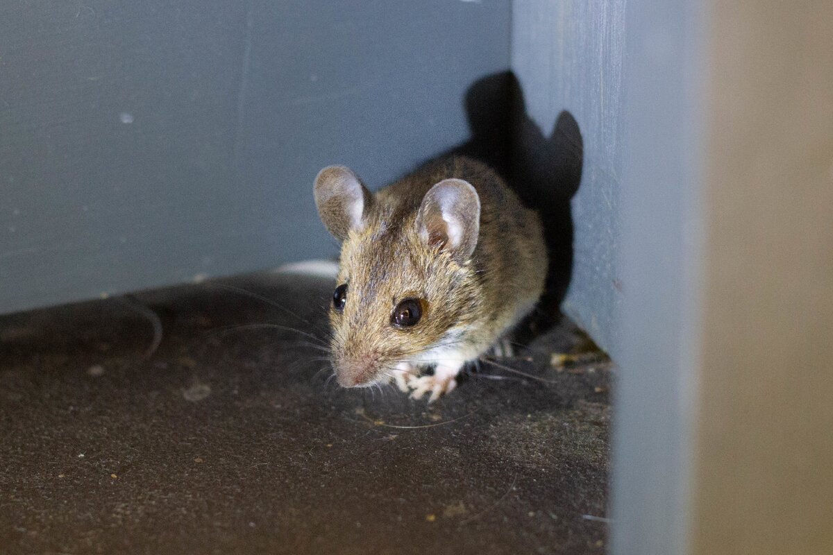 мышь (крадётся)