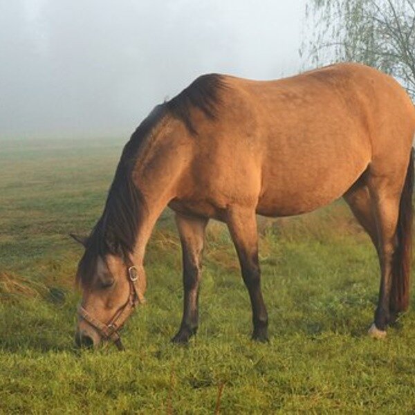 Софинроял жеребая чемпионом 