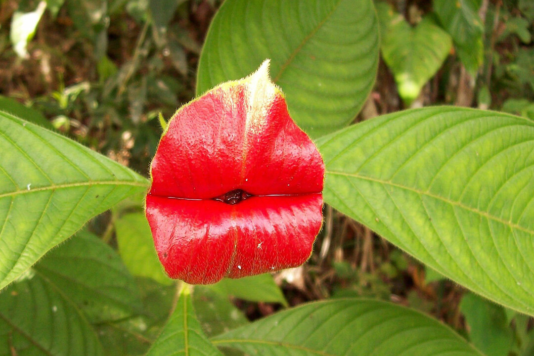 Паликурея возвышенная – растение, которое хочется рассцеловать