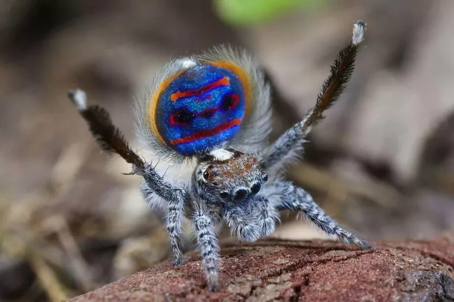 Красивые пауки фото