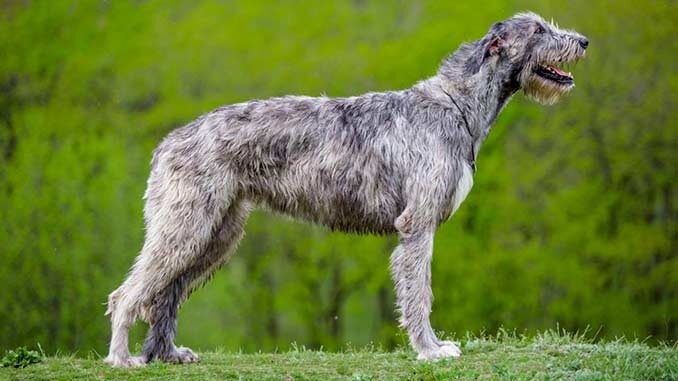 Собаки породы Ирландский Волкодав подвержены развитию дилатационной кардиомиопатии