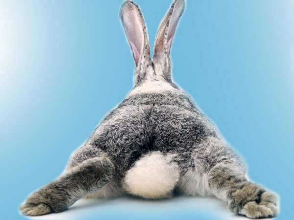 Когда кролику между задними лапками вставляют пробку? | Разведение и  содержание кроликов | Дзен