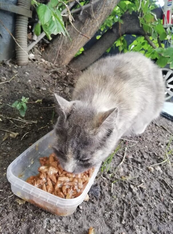 Кошка ест