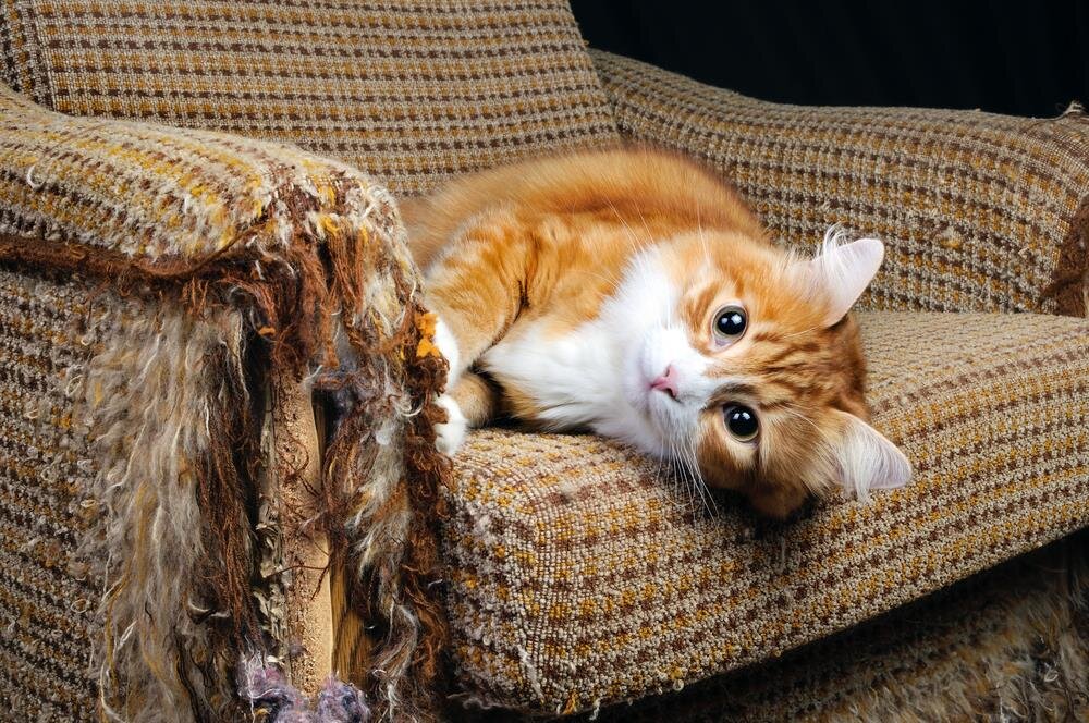 Как легко отучить вашего кота царапать обои и драть мебель