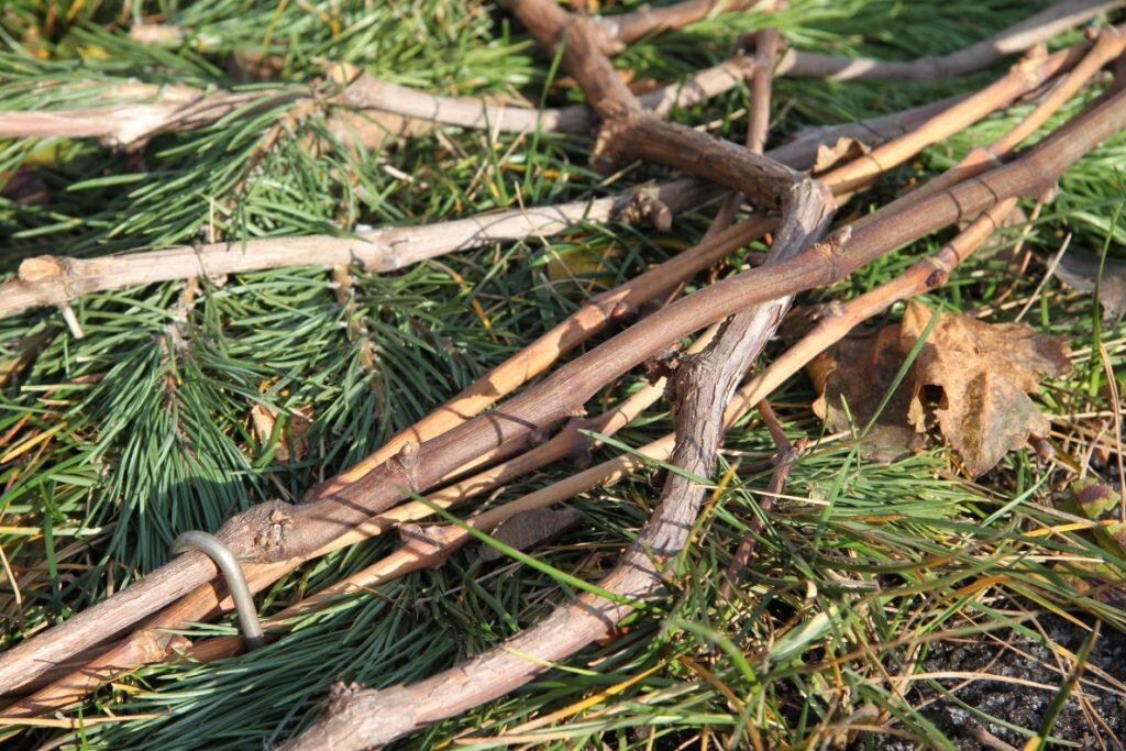 Укрытие виноградной лозы лапником