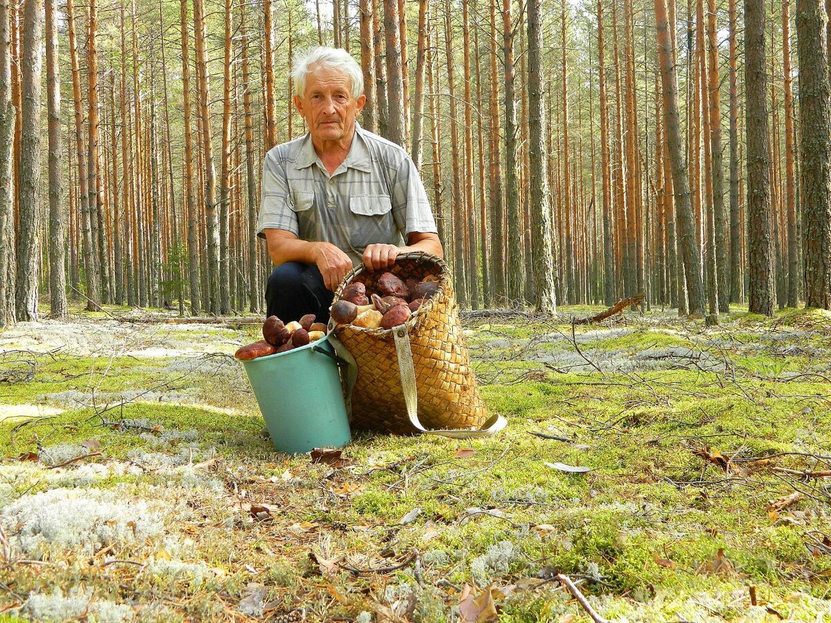 Кологривский Леший