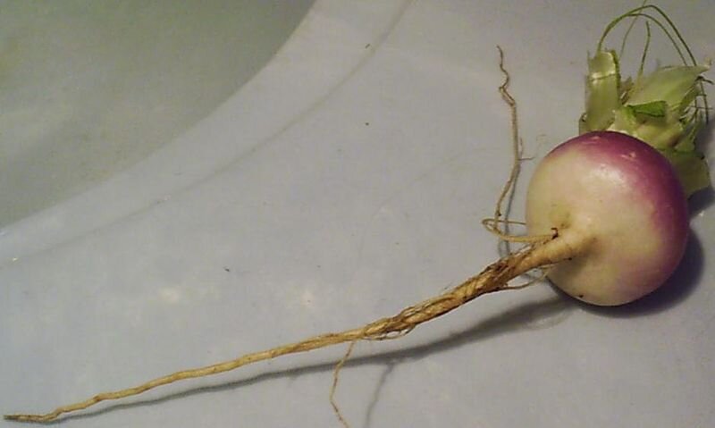 Репа помогает очистить кишечник