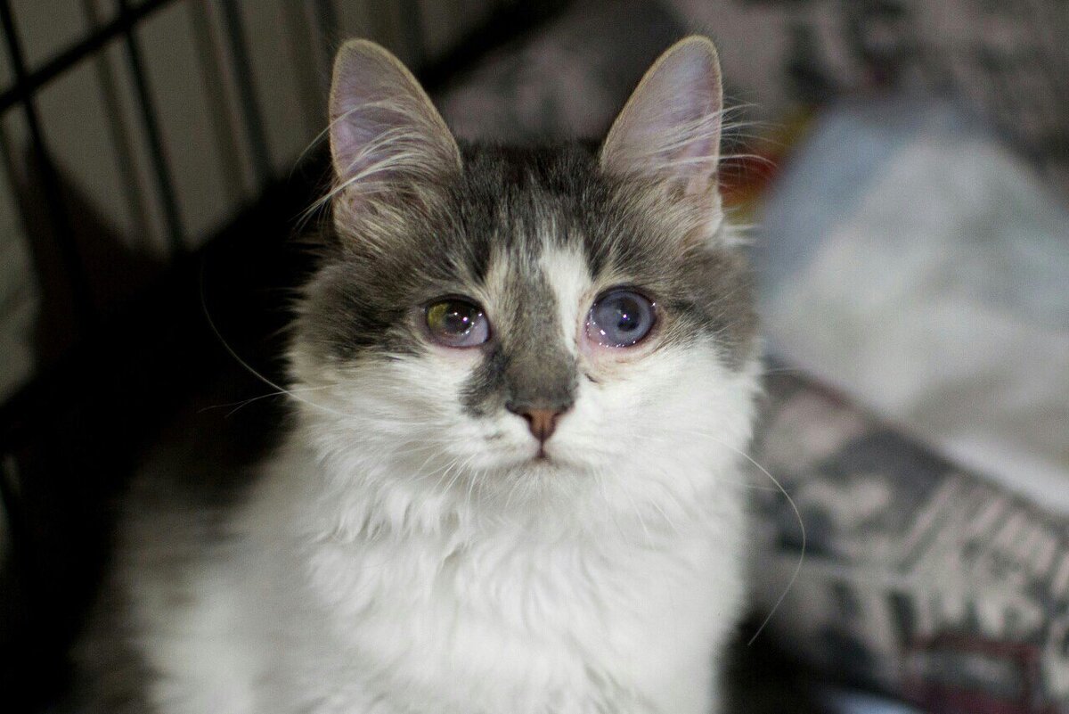 Кристл, фото в приюте