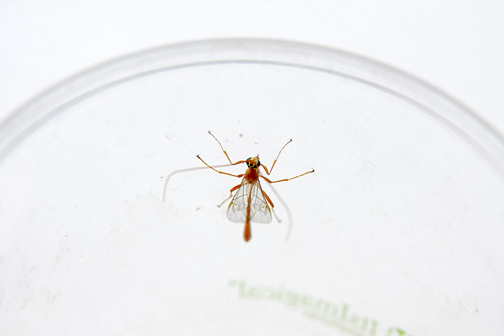 Офион желтый (Ophion luteus). Снято в Краснодаре