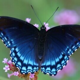   Бабочки — красивый символ, у многих народов, он приравнивался к скрытой стороне души, ее бессмертию. Другое толкование — трансформация, превращение из уродливой гусеницы в прекрасное существо.